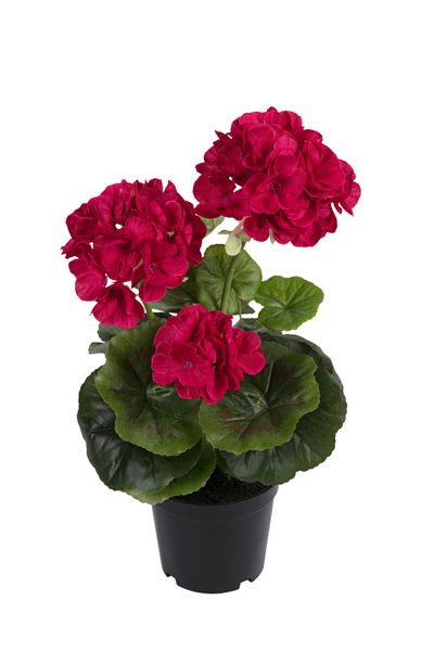 Geranium rood