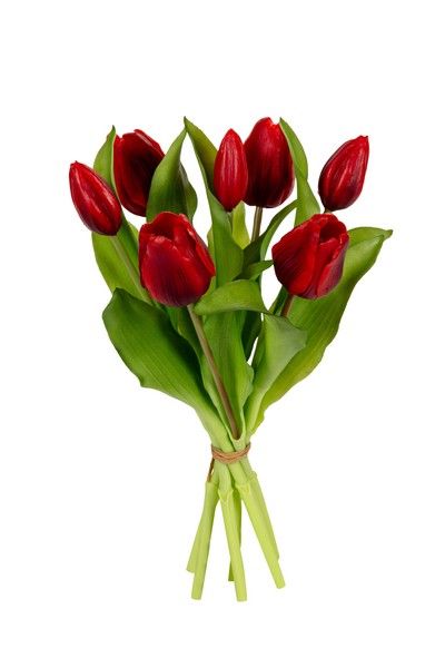 Tulpenbundel h30cm dnkr rood
