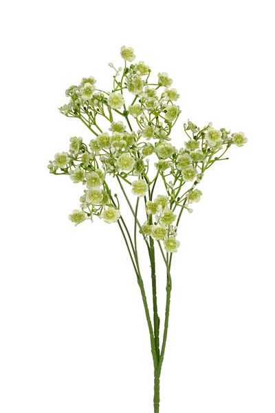 Gypsophila l70cm vert clair