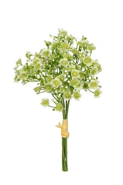 Gypsophila bundel h28cm lt groen