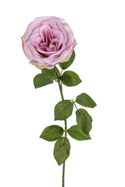 Roos l65cm lila