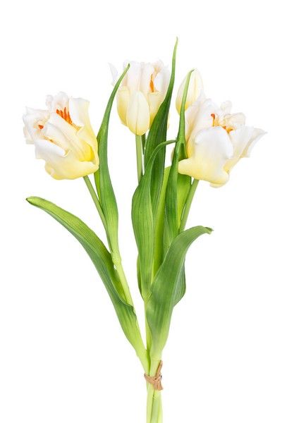 Tulpenbundel h40cm creme