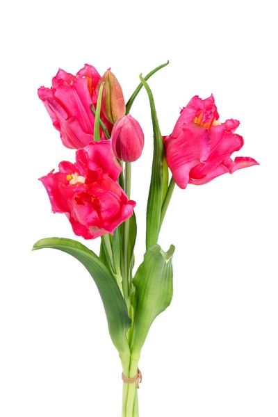 Tulpenbundel h40cm cerise