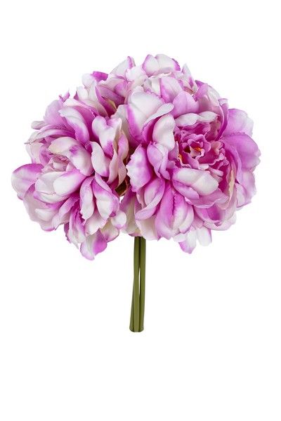 Pioen bundel h27cm lila/creme