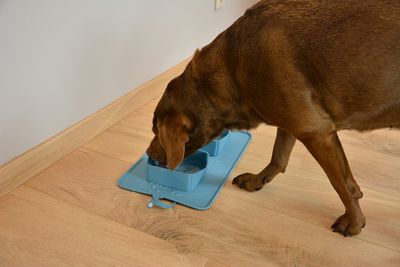 Gamelles de voyage en silicone 600ml