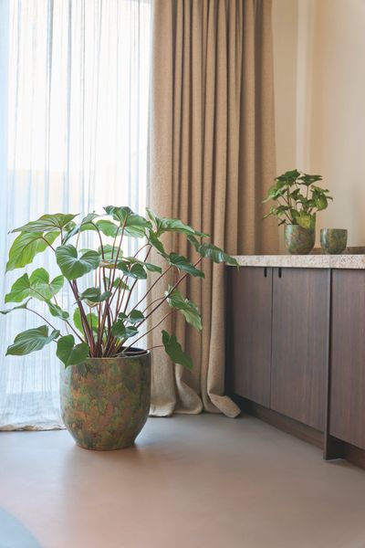 POT D44 ARRAY GRASGR