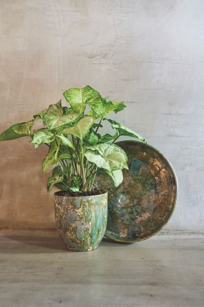 POT D44 ARRAY GRASGR