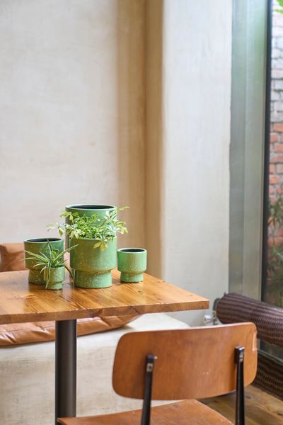 ORCHIDEEPOT D15 MOON GRASGRO