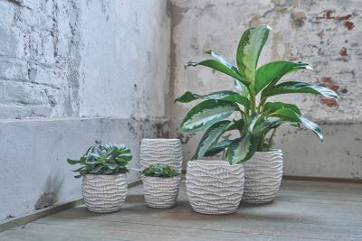 GR.ORCH.POT D18 ALGA WIT