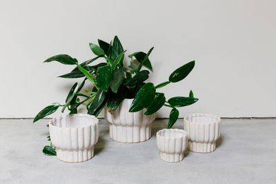 Grote orchidee pot ocean