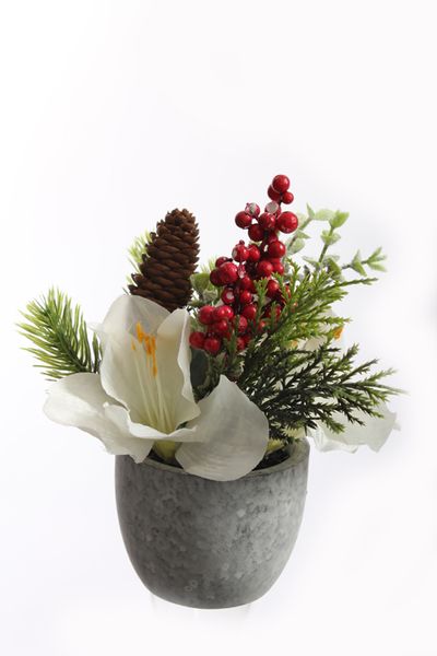 Arrangement d’amaryllis en pot