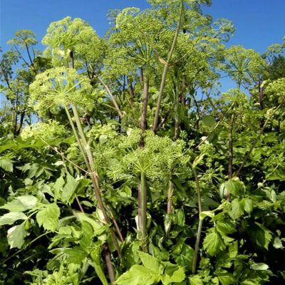 Semences: angélique