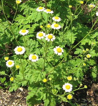 Zaden: kamille groot