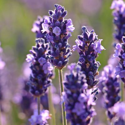 Semences: lavande officinale