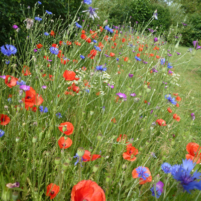 Zaden: bloemenweide mengeling