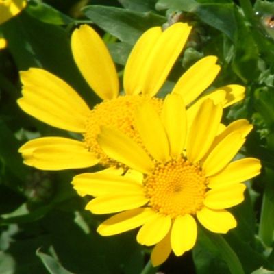 Zaden: chrysant gele ganzenbloem