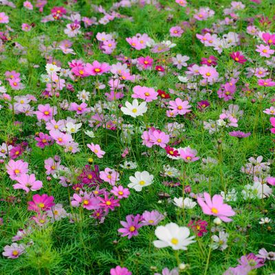 Zaden: cosmos sensation gemengd