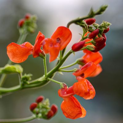 Semences: haricot d'espagne