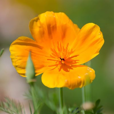 Zaden: papaver uit californië