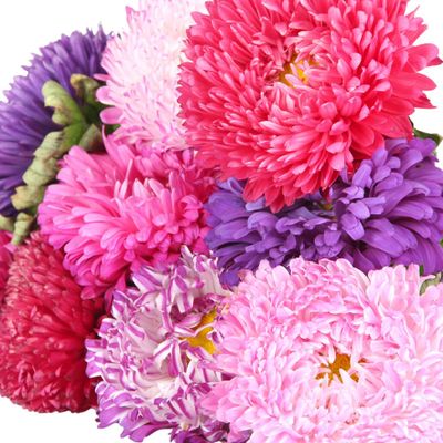 Zaden: zomeraster  gemengd