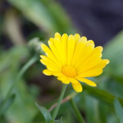 Zaden: veld goudsbloem