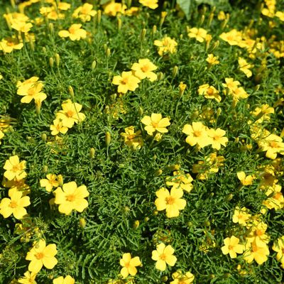 Semences: tagète  citron