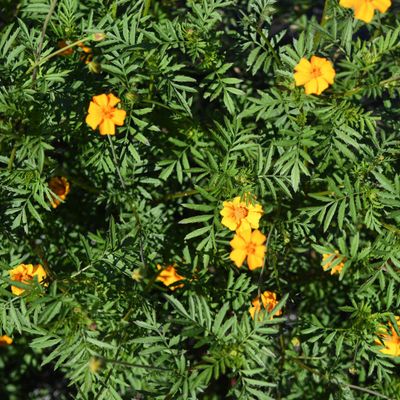 Zaden: afrikaantje  némagon