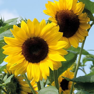 Semences: tournesol mélange décoratif
