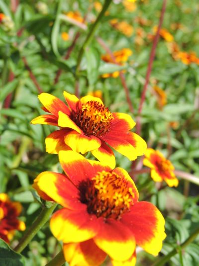 Zaden: zinnia perzisch tapijt
