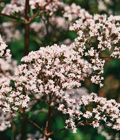 Semences: valériane officinale