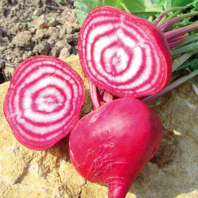 Semences: betterave rouge de chiogga