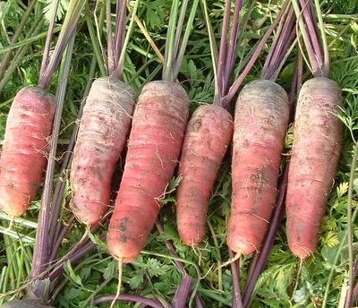 Zaden: wortel paars "bloedrood"