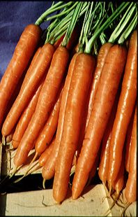 Semences: carotte hâtive d'amsterdam