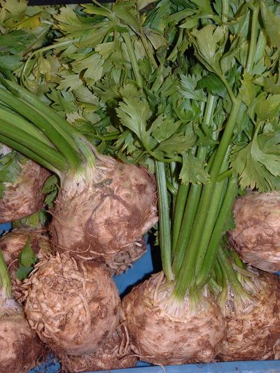 Zaden: knolselderij monarch