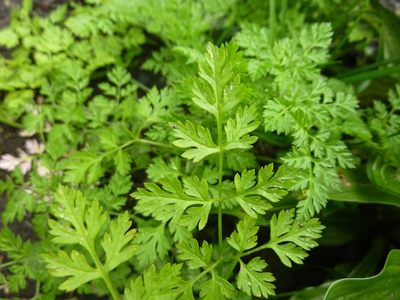 Semences: cerfeuil commun