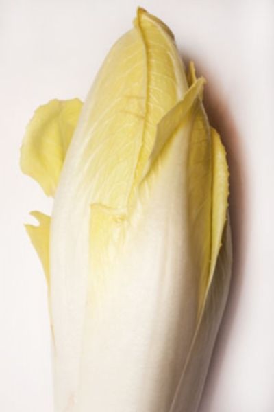 Semences: chicorée de bruxelles demi-hâtive de hollande