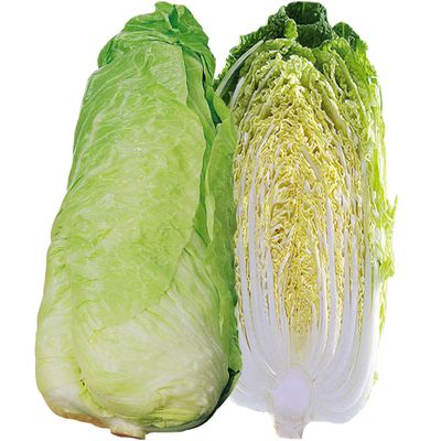 Semences: chicorée pain de sucre