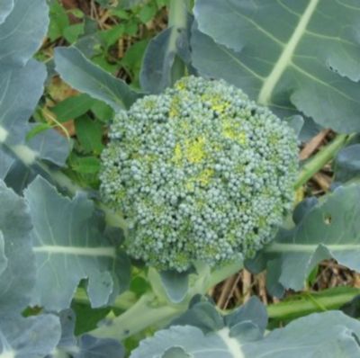 Zaden: broccoli vert calabrais