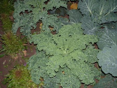 Zaden: krulkool westlandse winter