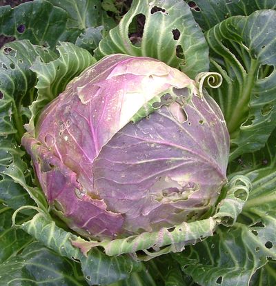 Zaden: witte kool uit vaugirard