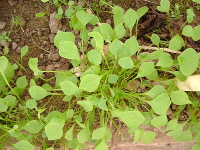 Zaden: winterpostelein of claytone cuda