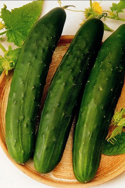 Zaden: komkommer vert long maraicher