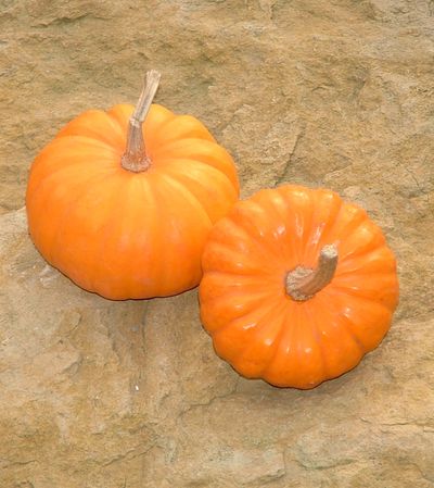 Zaden: pompoen jack be little