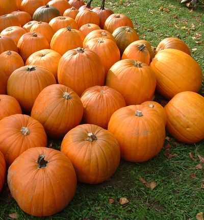 Zaden: pompoen jack o'lanterne