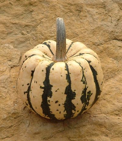 Semences: courge patidou sweet dumpling