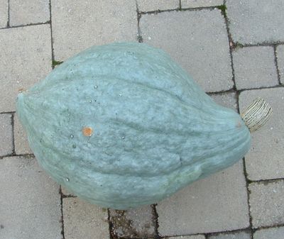 Zaden: pompoen hubbard blauw