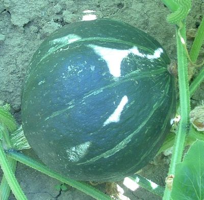 Zaden: pompoen green hokkaïdo