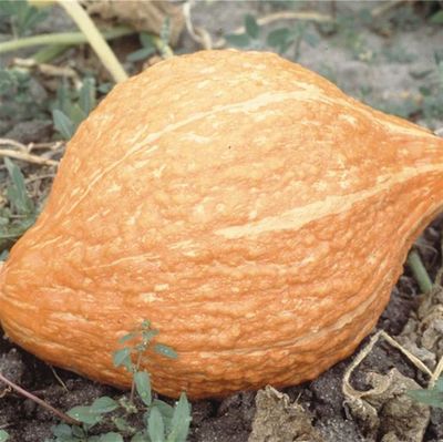 Zaden: pompoen golden hubbard