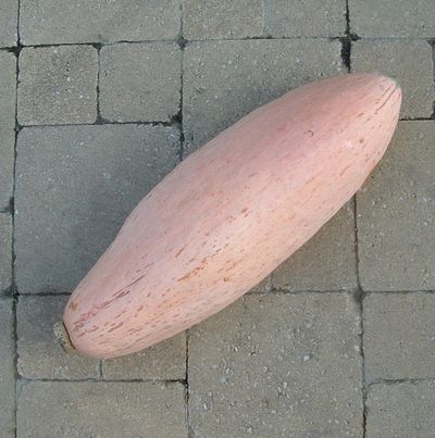 Semences: potiron pink jumbo banana