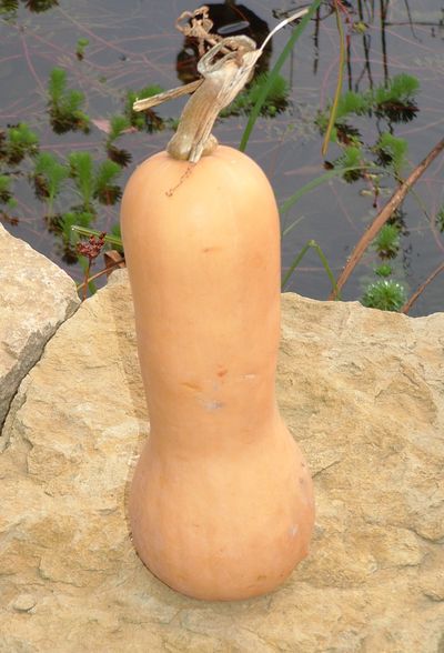 Semences: courge musquée butternut
